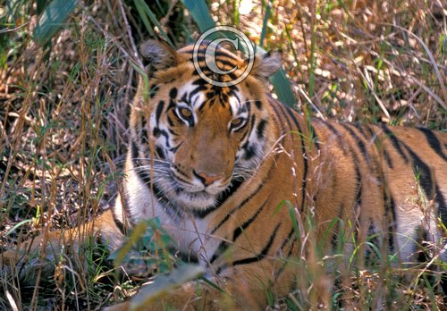 Indian Tiger 2 DM0233